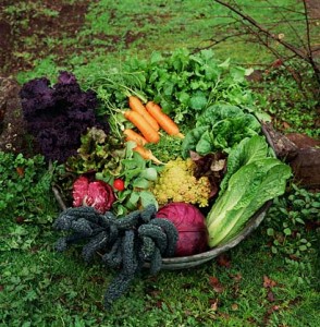 Bowl of Colorful Fall Harvest