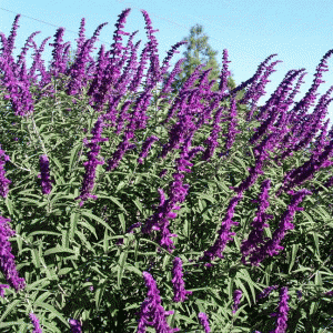 Salvia_leucantha_Drought_Tolerant_Low_Maintenance_Texas_Plant